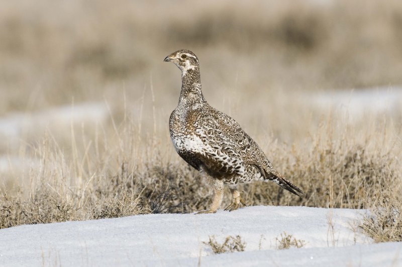 Saga Grouse 20080412317.jpg
