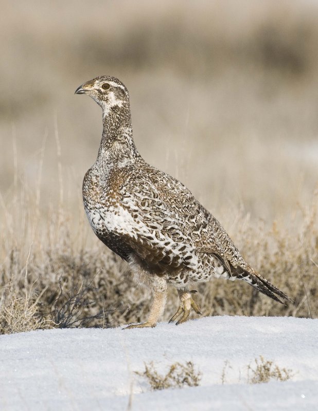 Saga Grouse 20080412318.jpg