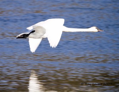 Trumpeter Swan