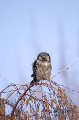 Northern Hawk Owl