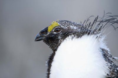 Saga Grouse 20080412058.jpg