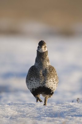 Saga Grouse 20080412093.jpg