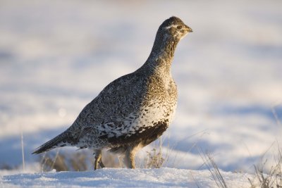 Saga Grouse 20080412102.jpg