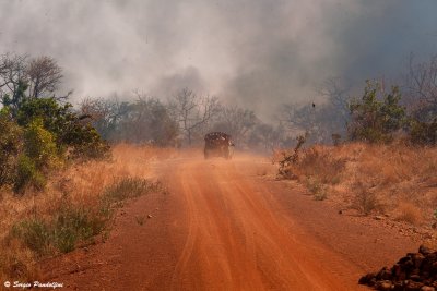 Burning forest