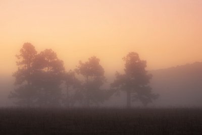 _MG_4745Morning Fog Vista.jpg