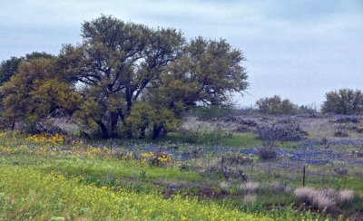 wildflowers_of_texas