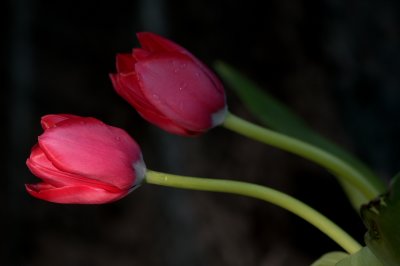 IMG_2342  Twin Tulips.jpg