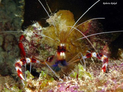 Bonaire - Netherlands Antilles