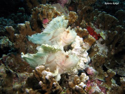 Great Barrier Reef - Australia