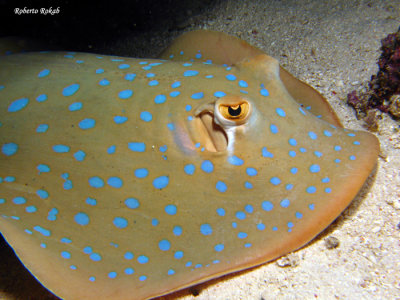 Great Barrier Reef - Australia