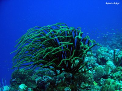 Bonaire - Netherlands Antilles