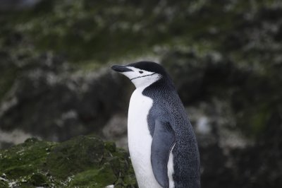Antarctica 0008 Aitcho Island.jpg