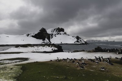 Antarctica 0014 Aitcho Island.jpg