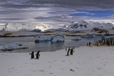 Antarctica 0171 Useful Islands.jpg