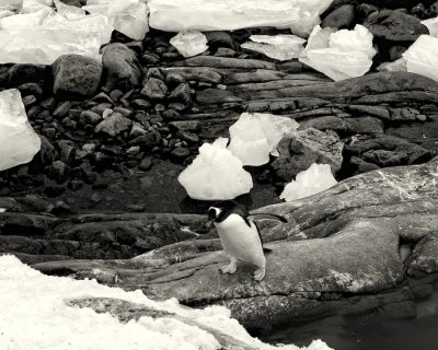 Antarctica 0231 Port Lockroy.jpg