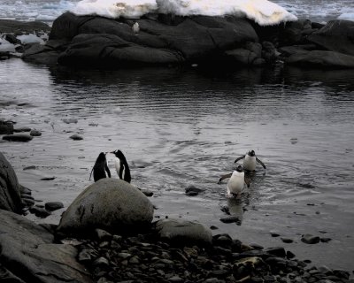 Antarctica 0232 Port Lockroy.jpg