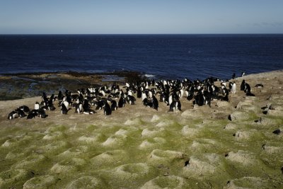 Falklands 0042 Bleaker Island.jpg