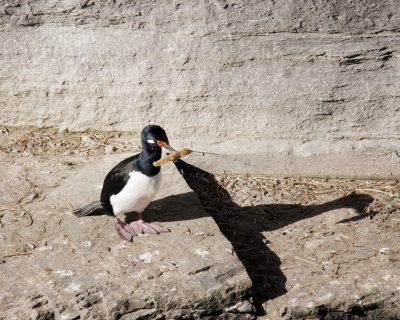 Falklands 0047 Bleaker Island.jpg