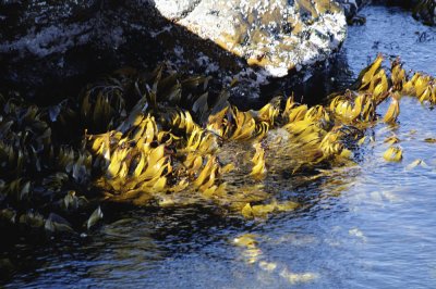 Falklands 0051 Bleaker Island.jpg