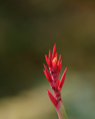 Blue Ridge-100.jpg