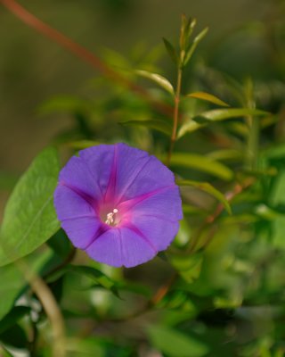 Blue Ridge-104.jpg