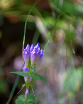 Blue Ridge-47.jpg
