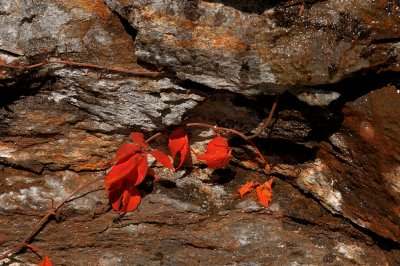 Blue Ridge-66.jpg