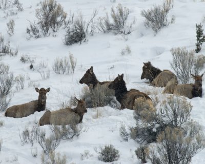 Yellowstone_2008_0003.jpg