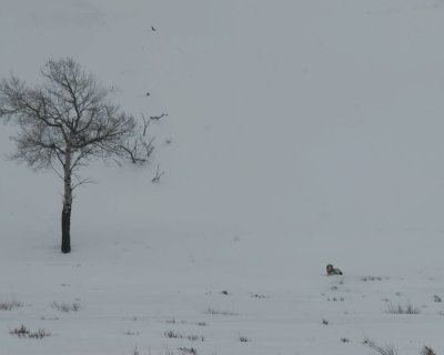 Yellowstone_2008_0056.jpg