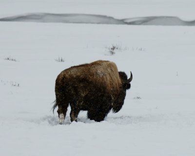 Yellowstone_2008_0061.jpg