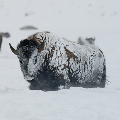 Winter in Yellowstone (2008)