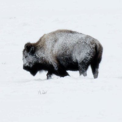 Yellowstone_2008_0070.jpg