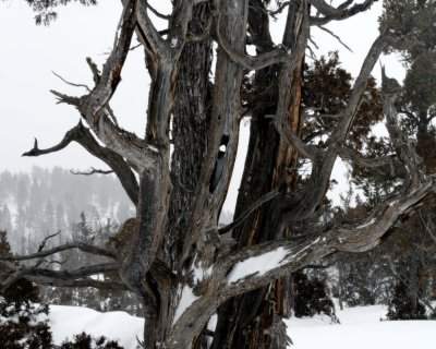 Yellowstone_2008_0103.jpg