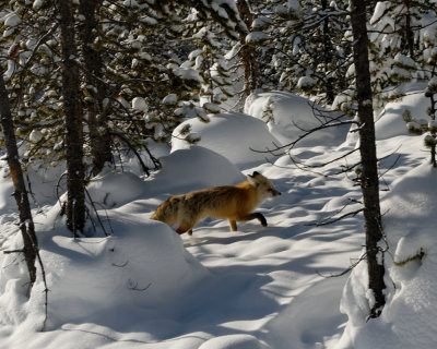 Yellowstone_2008_0124.jpg