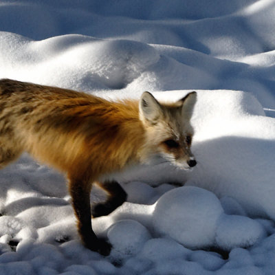 Yellowstone_2008_0126.jpg