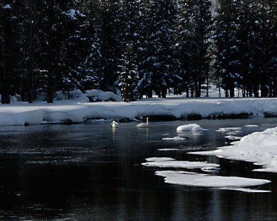 Yellowstone_2008_0132.jpg