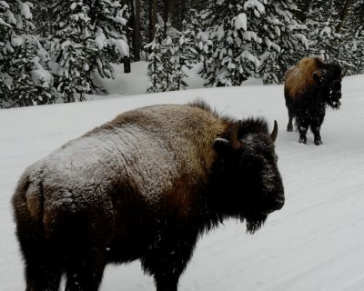 Yellowstone_2008_0179.jpg