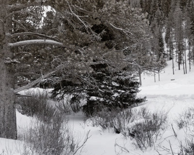 Yellowstone_2008_0188.jpg