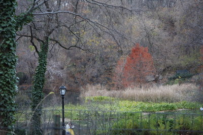 Last of fall foliage in Central Park