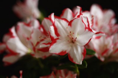 _MG_0024_edited-1.jpg