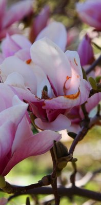 IMG_0195 copy.jpg