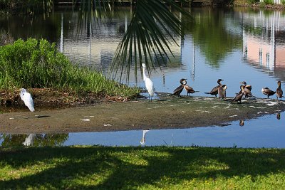At the pond.