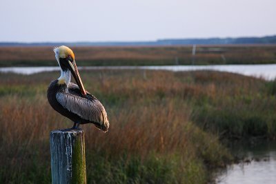 Marsh Walk Pelican