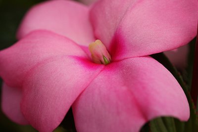 New Guinea Impatiens