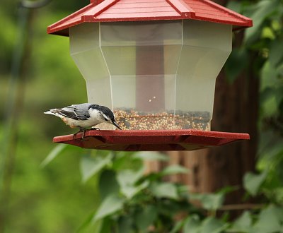 IMG_2005 copy.jpg