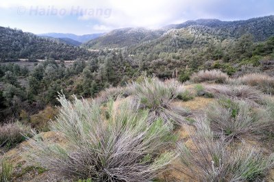 Cottonwood Canyon