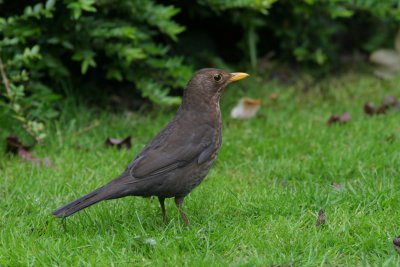 Blackbird (Turdus merula) Market Drayton Shropshire