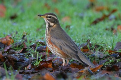 Redwing (Turdus iliacus)