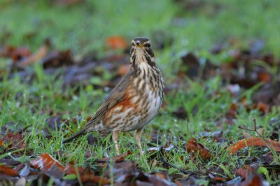 Redwing (Turdus iliacus)