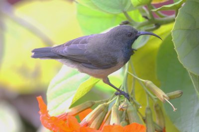 Seychelles Sunbird or Kolibri